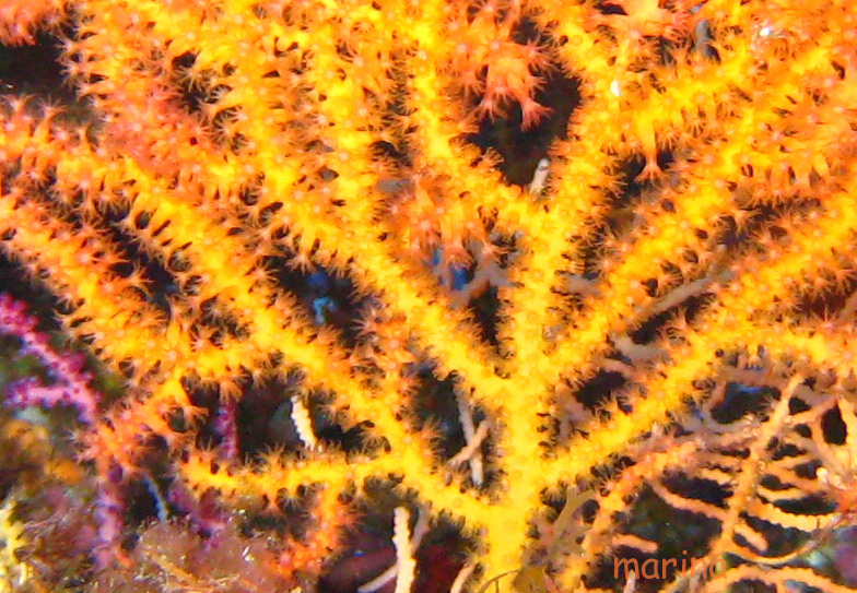 gorgonie